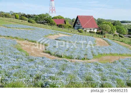 ネモフィラ 開放感あふれるお花畑の風景(愛知牧場 愛知県 日進市) ネモフィラ 開放感あふれるお花畑の風景(愛知牧場 愛知県 日進市) 140695235