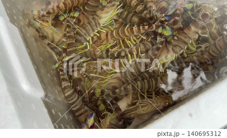 活車えび Live kuruma prawns in water 活車えび Live kuruma prawns in water 140695312