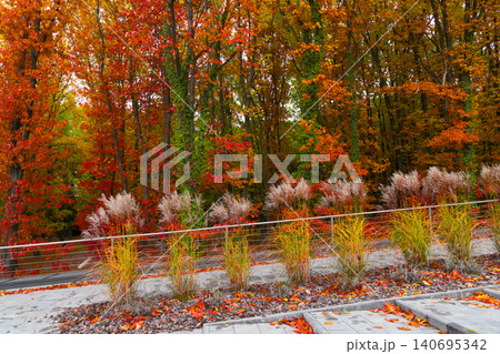 Vibrant autumn foliage in red and orange hues illuminates a paved square with sunlight Vibrant autumn foliage in red and orange hues illuminates a paved square with sunlight 140695342