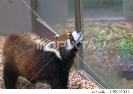 レッサーパンダ(東山動植物園 愛知県 名古屋市) レッサーパンダ(東山動植物園 愛知県 名古屋市) 140695582