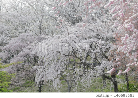 桜　淡いピンクの小花と繊細な枝ぶりが織りなす春の風景（東山動植物園　愛知県 名古屋市） 140695583