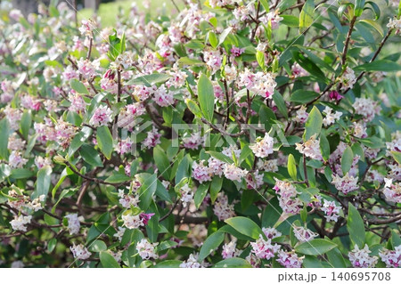 白とピンクの可憐なジンチョウゲの花(東山動植物園 愛知県 名古屋市) 白とピンクの可憐なジンチョウゲの花(東山動植物園 愛知県 名古屋市) 140695708