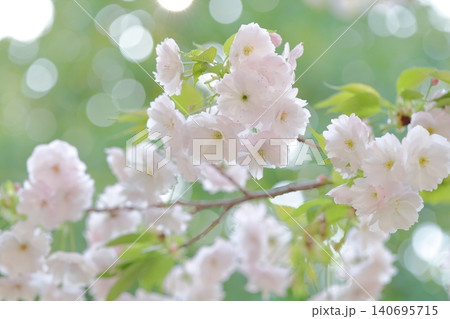 ふんわりと大輪を咲かせる美しい八重桜（東山動植物園　愛知県 名古屋市） 140695715