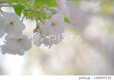 ふんわりと大輪を咲かせる美しい八重桜(東山動植物園 愛知県 名古屋市) ふんわりと大輪を咲かせる美しい八重桜(東山動植物園 愛知県 名古屋市) 140695716