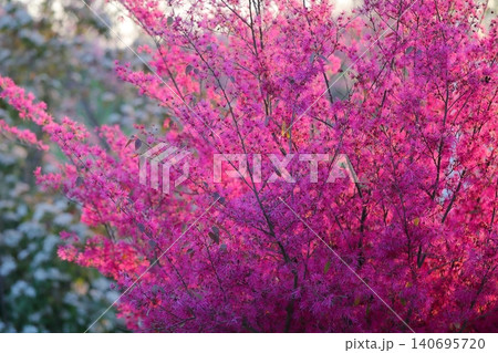 ドラマチックに輝くマンサクの花(東山動植物園 愛知県 名古屋市) ドラマチックに輝くマンサクの花(東山動植物園 愛知県 名古屋市) 140695720