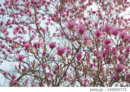 無数の紫の花穂が空へ伸びる紫の花(モクレン 東山動植物園 愛知県 名古屋市) 無数の紫の花穂が空へ伸びる紫の花(モクレン 東山動植物園 愛知県 名古屋市) 140695772