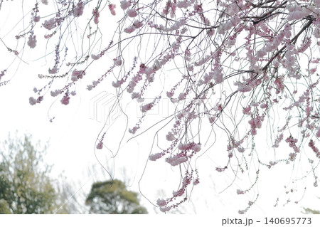 桜 淡いピンクの小花と繊細な枝ぶりが織りなす春の風景(東山動植物園 愛知県 名古屋市) 桜 淡いピンクの小花と繊細な枝ぶりが織りなす春の風景(東山動植物園 愛知県 名古屋市) 140695773