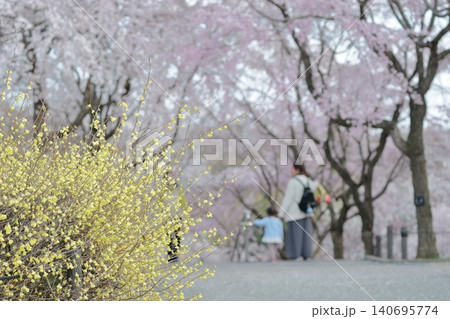 桜 淡いピンクの小花と繊細な枝ぶりが織りなす春の風景(東山動植物園 愛知県 名古屋市) 桜 淡いピンクの小花と繊細な枝ぶりが織りなす春の風景(東山動植物園 愛知県 名古屋市) 140695774