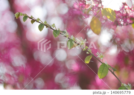 白い トキワマンサク 独特なフォルムを持つ花びら 白い トキワマンサク 独特なフォルムを持つ花びら 140695779