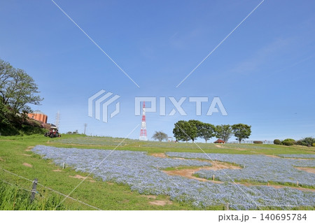 ネモフィラ 開放感あふれるお花畑の風景(愛知牧場 愛知県 日進市) ネモフィラ 開放感あふれるお花畑の風景(愛知牧場 愛知県 日進市) 140695784