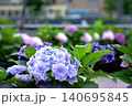 紫陽花 140695845