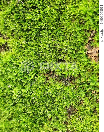 brick wall covered in moss 140695891
