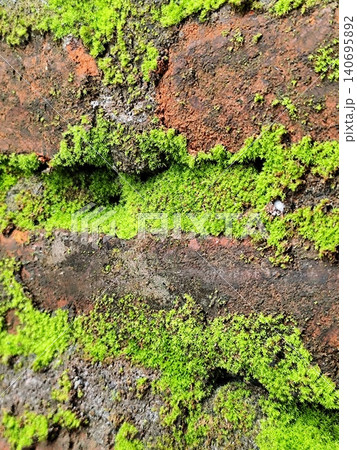 brick wall covered in moss 140695892