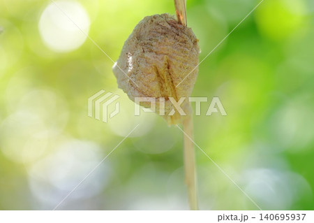 カマキリの卵　神秘的で生命力あふれる昆虫 140695937