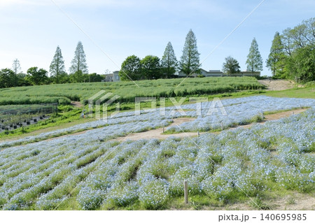 ネモフィラ 開放感あふれるお花畑の風景(愛知牧場 愛知県 日進市) ネモフィラ 開放感あふれるお花畑の風景(愛知牧場 愛知県 日進市) 140695985