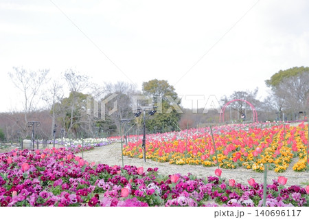 小道の走る広大な春の花畑(東山動植物園 愛知県 名古屋市) 小道の走る広大な春の花畑(東山動植物園 愛知県 名古屋市) 140696117