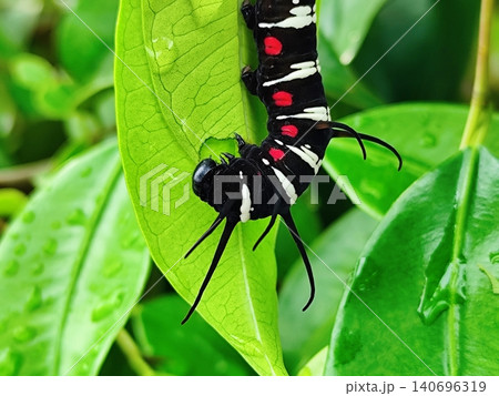 big black caterpillar hanging from the leaf 140696319