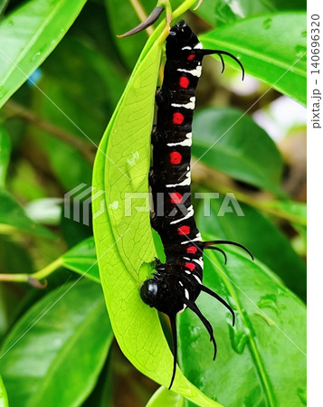 big black caterpillar hanging from the leaf 140696320