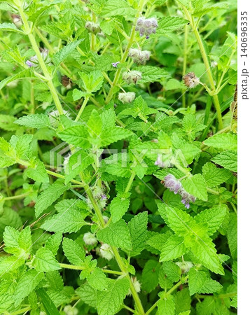 Fresh green wild mint plants growing in the yard Fresh green wild mint plants growing in the yard 140696335