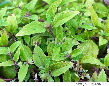 Fresh green wild mint plants growing in the yard Fresh green wild mint plants growing in the yard 140696339
