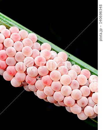close up photo of snail eggs stuck to rice leaves 140696348