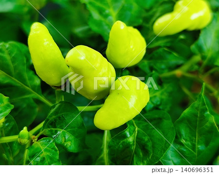 fresh yellow chili on the tree 140696351