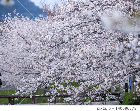 一の坂川と満開の桜 一の坂川と満開の桜 140696578