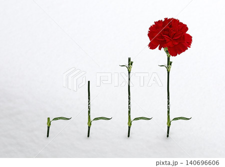 Red carnation in snow 140696606