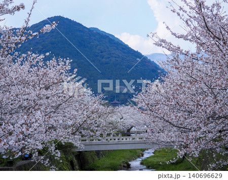 山口市・一の坂川の桜並木 山口市・一の坂川の桜並木 140696629