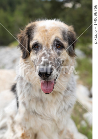 close-up portrait of senior mixed-breed dog panting with its tongue out close-up portrait of senior mixed-breed dog panting with its tongue out 140696766