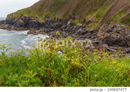The bedruthan steps in Cornwall, england 140697477