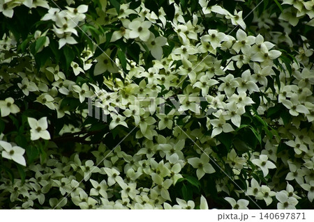 常緑山法師 常緑山法師 140697871