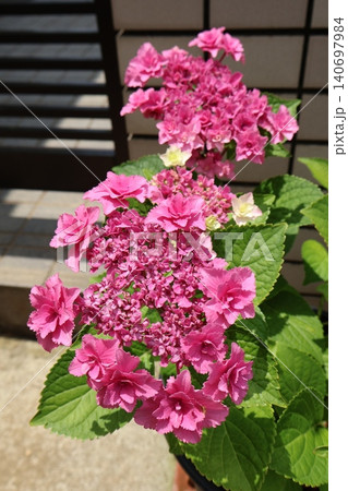 玄関前のピンク色の紫陽花 玄関前のピンク色の紫陽花 140697984