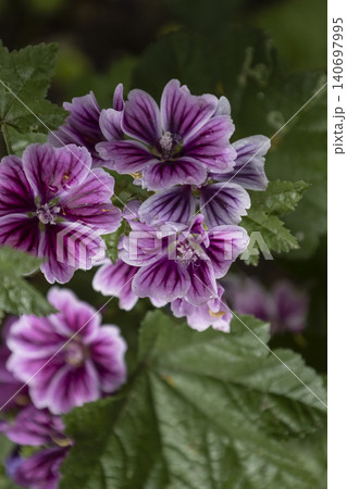 Bright purple mallow flowers blooming in a summer garden. Malva sylvestris blossoms with green leaves in a soft blurred background. Beautiful natural floral template for graphic design. Bright purple mallow flowers blooming in a summer garden. Malva sylvestris blossoms with green leaves in a soft blurred background. Beautiful natural floral template for graphic design. 140697995