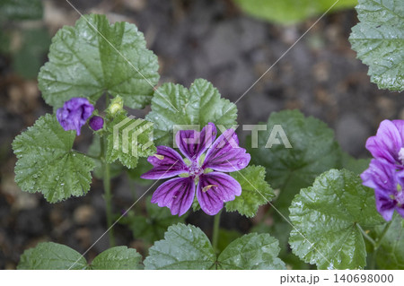 Close-up of bright purple mallow flowers blooming in a summer garden. Group of wild malva sylvestris blossoms with dark veins on petals, soft bokeh background. Detailed floral macro photography. 140698000