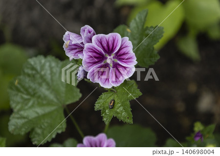 Close-up of bright purple mallow flowers blooming in a summer garden. Group of wild malva sylvestris blossoms with dark veins on petals, soft bokeh background. Detailed floral macro photography. Close-up of bright purple mallow flowers blooming in a summer garden. Group of wild malva sylvestris blossoms with dark veins on petals, soft bokeh background. Detailed floral macro photography. 140698004