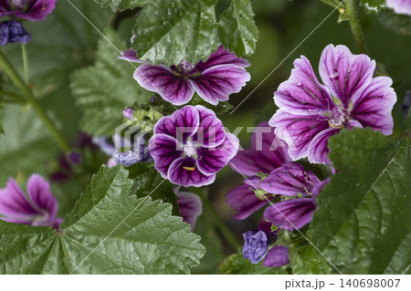 Bright purple mallow flowers blooming in a summer garden. Malva sylvestris blossoms with green leaves in a soft blurred background. Beautiful natural floral template for graphic design. Bright purple mallow flowers blooming in a summer garden. Malva sylvestris blossoms with green leaves in a soft blurred background. Beautiful natural floral template for graphic design. 140698007