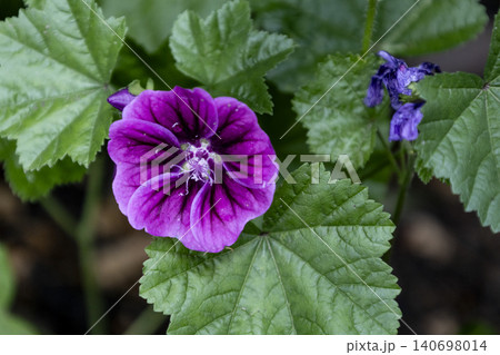 Close-up of bright purple mallow flowers blooming in a summer garden. Group of wild malva sylvestris blossoms with dark veins on petals, soft bokeh background. Detailed floral macro photography. Close-up of bright purple mallow flowers blooming in a summer garden. Group of wild malva sylvestris blossoms with dark veins on petals, soft bokeh background. Detailed floral macro photography. 140698014
