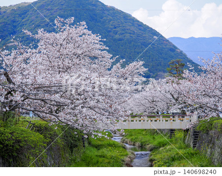 山口市・一の坂川と桜並木 140698240
