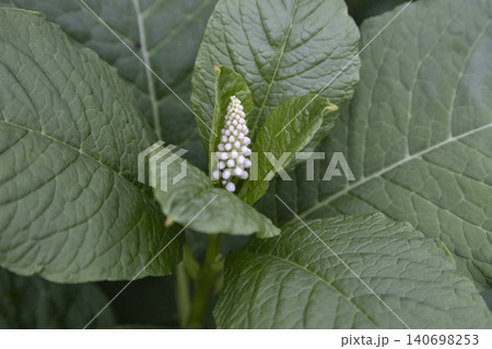 Close-up of American pokeweed (Phytolacca americana) blooming with white flower buds surrounded by large, textured green leaves in a garden. Top view of a young poisonous perennial plant. 140698253