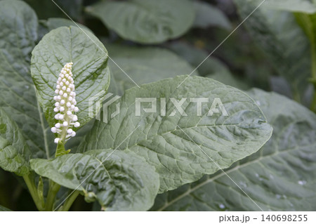 Close-up of American pokeweed (Phytolacca americana) blooming with white flower buds surrounded by large, textured green leaves in a garden. Top view of a young poisonous perennial plant. Close-up of American pokeweed (Phytolacca americana) blooming with white flower buds surrounded by large, textured green leaves in a garden. Top view of a young poisonous perennial plant. 140698255