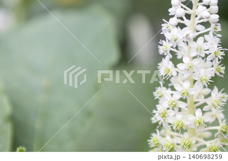 Macro of white American pokeweed (Phytolacca americana) flowers blooming on stem with soft blurred green leaves background. Close-up of perennial botanical plant with copy space. Macro of white American pokeweed (Phytolacca americana) flowers blooming on stem with soft blurred green leaves background. Close-up of perennial botanical plant with copy space. 140698259
