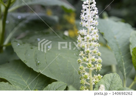 Macro of white American pokeweed (Phytolacca americana) flowers blooming on stem with soft blurred green leaves background. Close-up of perennial botanical plant with copy space. 140698262