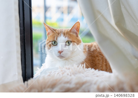 窓辺でくつろぐ猫 茶トラ白 窓辺でくつろぐ猫 茶トラ白 140698328