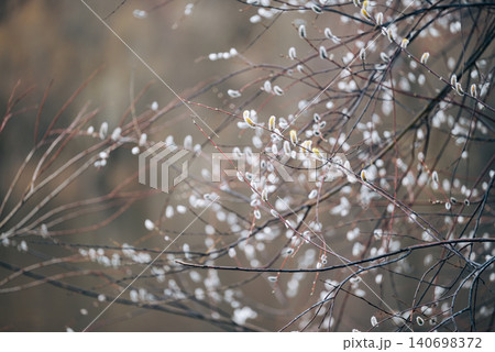 Blooming willow tree, white catkins on willow branches. Spring in countryside, catkins on willow bush, bright toned photo Blooming willow tree, white catkins on willow branches. Spring in countryside, catkins on willow bush, bright toned photo 140698372