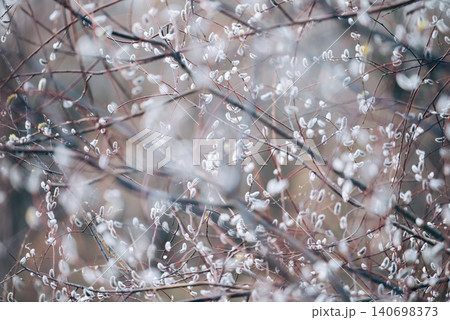 Blooming willow tree, many white catkins on branches. Spring in countryside, catkins on willow bush, toned photo Blooming willow tree, many white catkins on branches. Spring in countryside, catkins on willow bush, toned photo 140698373