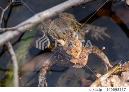 Two brown frogs in the water in mating season, close up. Reproductive season of amphibia, frogs pair, spring time concept 140698387