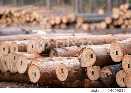 Rows of cut wood with licence signs, stacked in in forest. Pine tree trunks, forestry, harvesting wood, tree felling concept Rows of cut wood with licence signs, stacked in in forest. Pine tree trunks, forestry, harvesting wood, tree felling concept 140698394