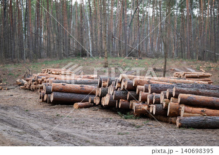 Heaps of stacked trunks of cut pine trees in the forest. Planned tree harvesting, forestry, prepare wood for cold season to heat buildings Heaps of stacked trunks of cut pine trees in the forest. Planned tree harvesting, forestry, prepare wood for cold season to heat buildings 140698395