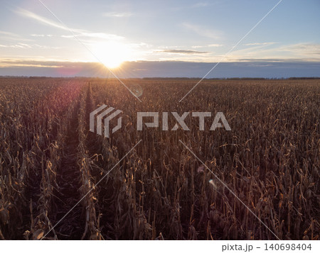 Sunset above the field of dried up corn stems, autumn time. Concept of agriculture, farming and harvest Sunset above the field of dried up corn stems, autumn time. Concept of agriculture, farming and harvest 140698404